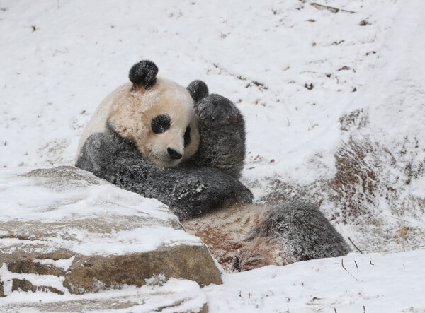 전국 곳곳에 눈이 내린 20일 오전 경기 용인시 처인구 에버랜드 판다월드에서 푸바오가 눈밭을 뒹굴며 추위를 만끽하고 있다. 2023.12.20©뉴스1