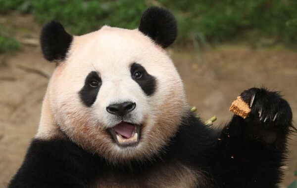 20일 오전 경기 용인시 처인구 에버랜드에서 세번째 생일을 맞은 아기판다 푸바오가 먹이를 먹고 있다. 2023.7.20 ©뉴스1