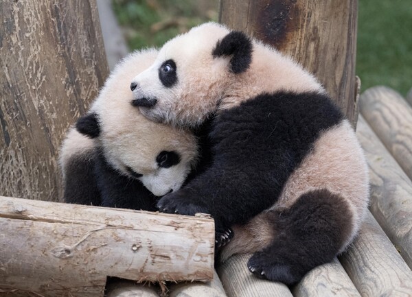 에버랜드가 본격적인 판다월드 나들이를 시작한지 일주일째를 맞은 쌍둥이 아기 판다 루이바오(오른쪽), 후이바오의 모습을 담은 사진을 11일 공개했다. 쌍둥이 아기 판다들은 현재 두 마리 모두 몸무게가 12kg을 넘어서며 건강하게 성장하고 있다. (삼성물산 제공) 2024.1.11©뉴스1