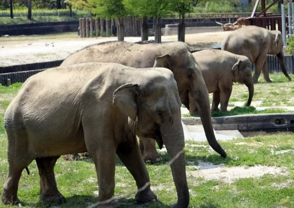 다른 코끼리들과 함께 어울리는 사쿠라.&nbsp;ⓒ서울대공원