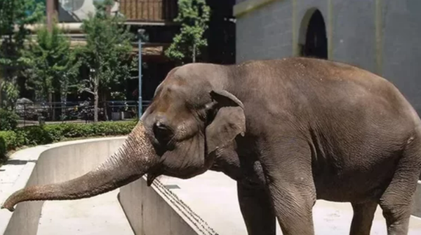 바이바이, 사쿠라. ⓒ서울대공원