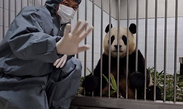 송영관 사육사가 올린 내실에서의 푸바오 사진 ©주토피아&nbsp;