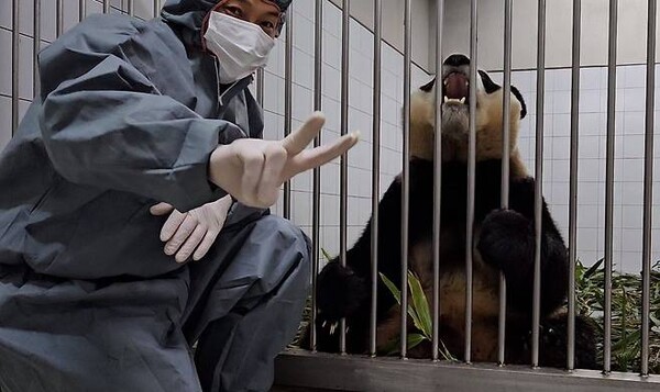 으악! 회색 인간이 나타났다 '송바오' 사육사가 중국 여행 준비하는 판다 내실 생활 공개했는데 푸바오의 똑똑함에 두 손을 모으게 된다(사진)