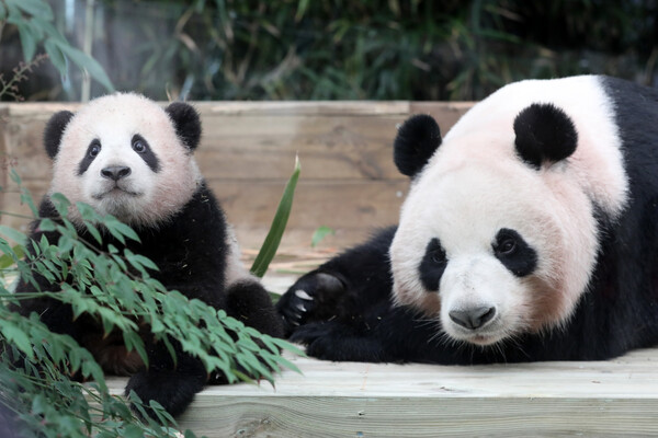 5일 오전 경기도 용인 에버랜드에서 아기 판다 푸바오가 어미 판다 아이바오의 보살핌을 받고 있다. 2021.1.5©뉴스1