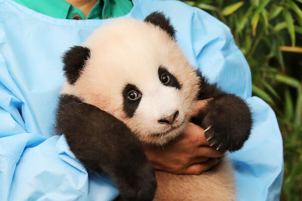 생후 107일이 된 아기 판다 '푸바오'가 4일 오전 경기도 용인시 에버랜드에서 공개되고 있다. '행복을 주는 보물'이라는 의미를 가진 푸바오는 에버랜드 홈페이지와 공식 SNS 등 온·오프라인 투표를 통해 선정된 이름이다. 2020.11.4©뉴스1