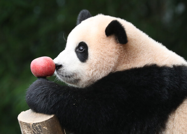 국내 최초의 아기 판다 '푸바오'가 첫돌을 맞이한 20일 오전 경기도 용인시 처인구 에버랜드 판다월드에서 푸바오가 먹이를 먹고 있다.&nbsp; 2021.7.20©뉴스1