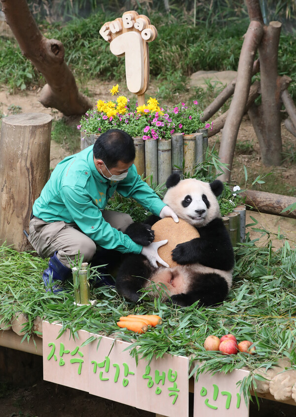 국내 최초의 아기 판다 '푸바오'가 첫돌을 맞이한 20일 오전 경기도 용인시 처인구 에버랜드 판다월드에서 푸바오가 돌잡이를 하고 있다. 에버랜드는 이날 오전 푸바오의 첫 생일을 축하하는 랜선 돌잔치를 열고 일반 고객 초청 없이 판다월드 개장 전에 동물원 일부 직원들만 참석한 가운데 진행됐다. 2021.7.20©뉴스1