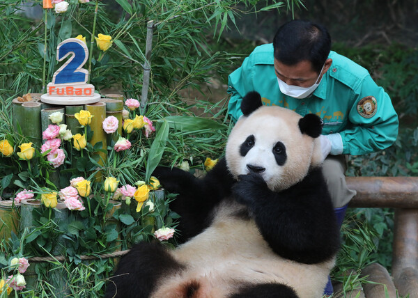 20일 오전 경기 용인시 처인구 에버랜드에서 두 돌 생일을 맞은 에버랜드 아기판다 푸바오가 사육사들이 준비한 생일 케이크를 먹고 있다. 푸바오는 지난 2020년 7월 20일 197g으로 태어났으며 현재 체중은 약 80kg으로, 2년 만에 몸무게가 약 400배 증가할 정도로 건강하게 성장하고 있다. 2022.7.20©뉴스1