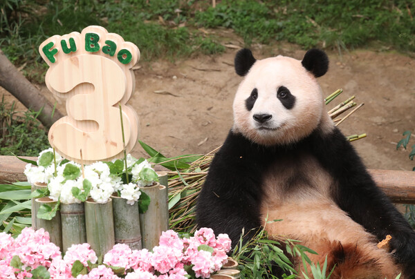 20일 오전 경기 용인시 처인구 에버랜드에서 세번째 생일을 맞은 아기판다 푸바오가 사육사들이 준비한 생일 케이크를 바라보고 있다. 2023.7.20©뉴스1