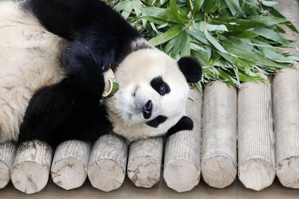 푸바오가 일반 관람객들을 만나는 마지막 날인 3일 오전 경기 용인시 에버랜드 판다월드 실내 방사장에서 푸바오가 대나무 인형을 안고 있다. 2024.3.3©뉴스1