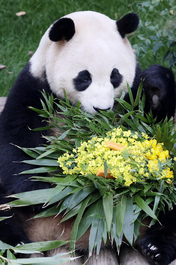 푸바오가 일반 관람객들을 만나는 마지막 날인 3일 오전 경기 용인시 에버랜드 판다월드 실내 방사장에서 푸바오가 강철원 사육사로부터 받은 유채꽃과 먹이를 보고 있다. 2024.3.3©뉴스1