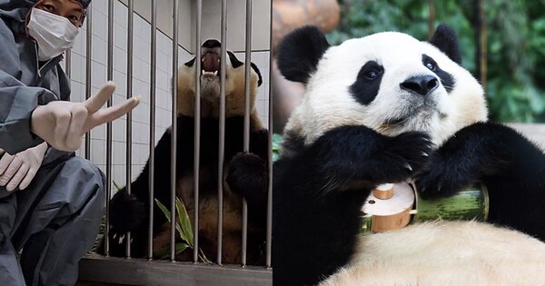 송영관 사육사와 푸바오(좌), 송영관 사육사가 선물한 대나무 바오 가족 인형을 품에 안고 있는 푸바오 ⓒ주토피아/뉴스1&nbsp;