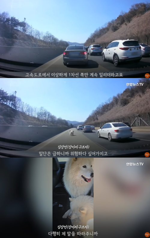 고속도로 위에서 구조된 강아지 두 마리. ⓒ연합뉴스 보도화면 캡처