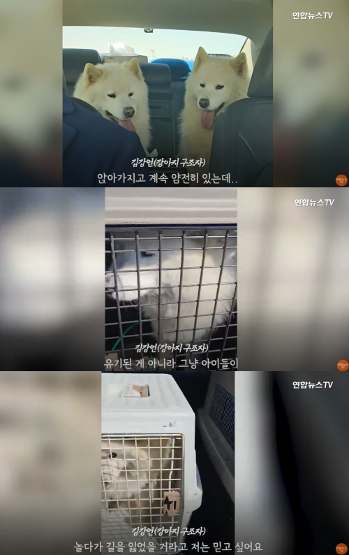 강아지를 걱정하는 구조자의 마음. ⓒ연합뉴스 보도화면 캡처