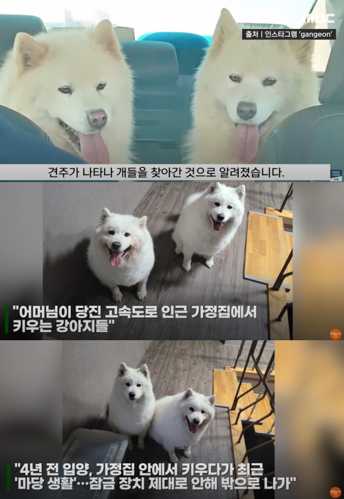 다행히도 다시 집으로 돌아간 강아지들. ⓒ연합뉴스 보도화면 캡처