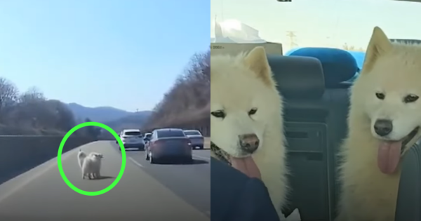 ​고속도로 위에서 구조된 강아지 두 마리. ⓒ연합뉴스 보도 화면 캡처​