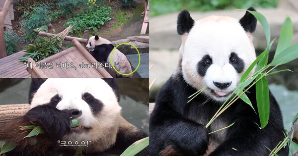 자이언트 판다 러바오 &nbsp;ⓒ유튜브 채널 에버랜드/뉴스1&nbsp;
