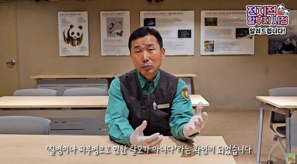 믿고 기다려주시면.. 강철원 사육사가 푸바오·루이·후이 바오 아빠 판다 러바오가 현재 탈모를 겪고 있다고 말하며 치료 진행 상황을 공유했다