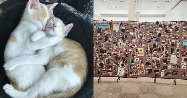 미국 매사추세츠주 우스터의 공립도서관이 3월 한 달간 고양이 사진을 제출하면 연체료를 면제해주는 프로그램을 진행해 호응을 얻고 있다. 한 이용자가 ‘한국에 있을 때 입양했다’고 밝힌 고양이들. ⓒ도서관 페이스북 갈무리