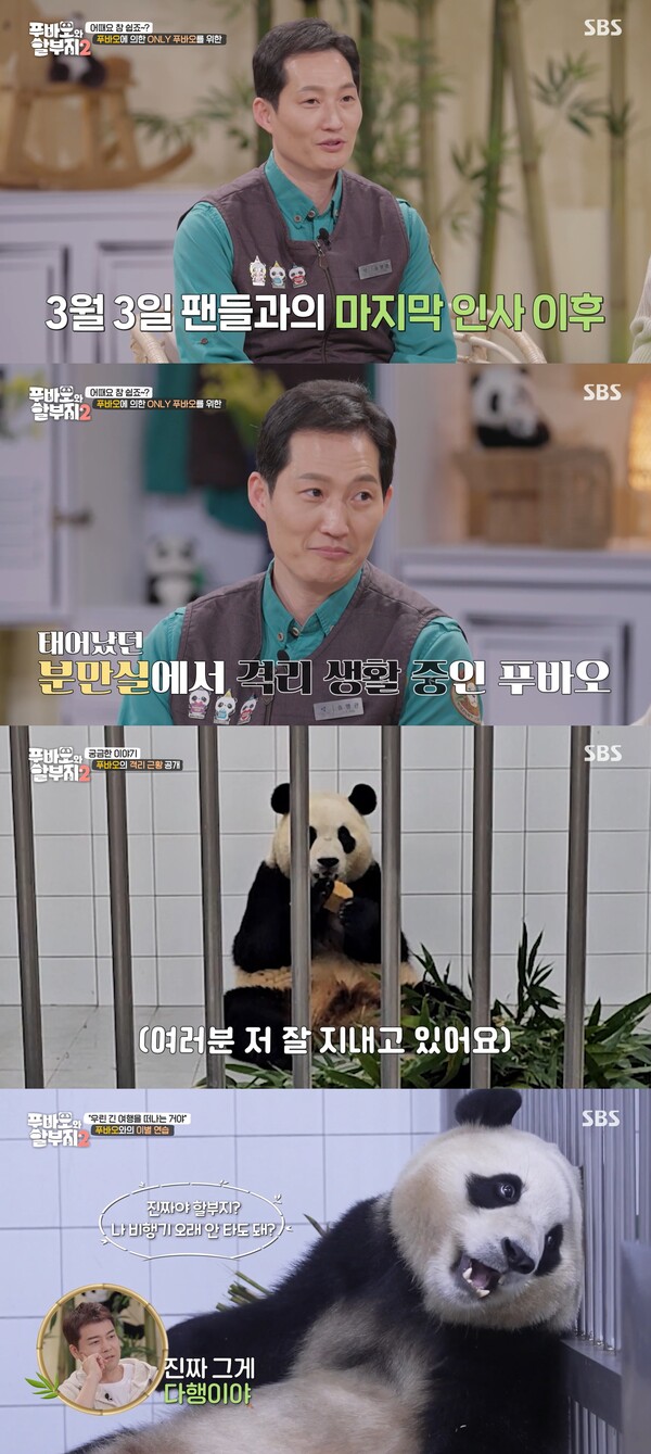 현재 푸바오는 내실에서 격리 생활 중이다. ⓒSBS ‘푸바오와 할부지2’