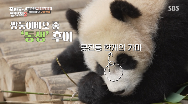 지난 23일 방송된 SBS '푸바오와 할부지 2' 방송 장면 ⓒSBS&nbsp;
