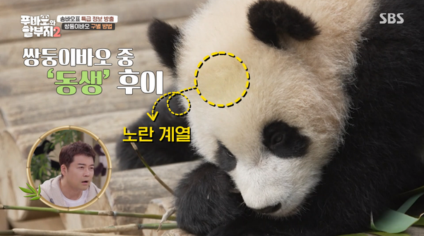 지난 23일 방송된 SBS '푸바오와 할부지 2' 방송 장면 ⓒSBS&nbsp;