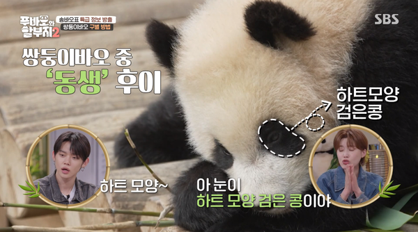 지난 23일 방송된 SBS '푸바오와 할부지 2' 방송 장면 ⓒSBS&nbsp;