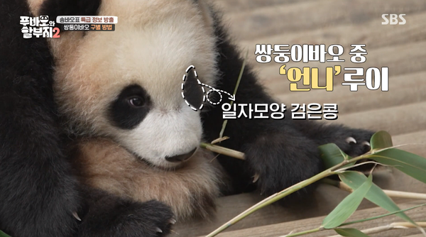 지난 23일 방송된 SBS '푸바오와 할부지 2' 방송 장면 ⓒSBS&nbsp;