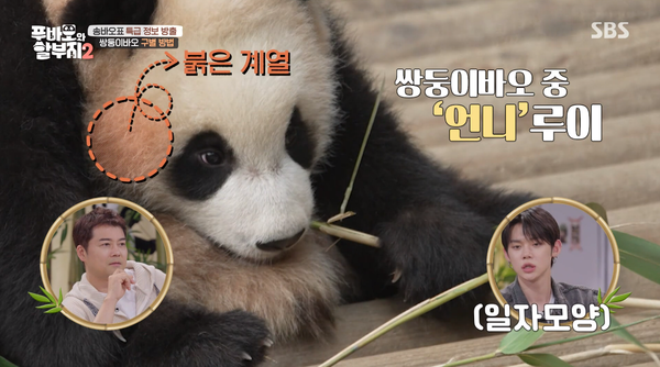 지난 23일 방송된 SBS '푸바오와 할부지 2' 방송 장면 ⓒSBS&nbsp;