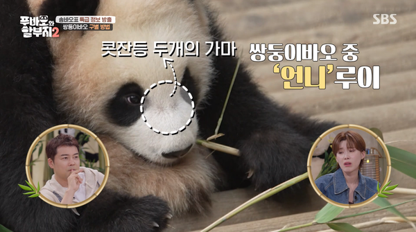 지난 23일 방송된 SBS '푸바오와 할부지 2' 방송 장면 ⓒSBS&nbsp;