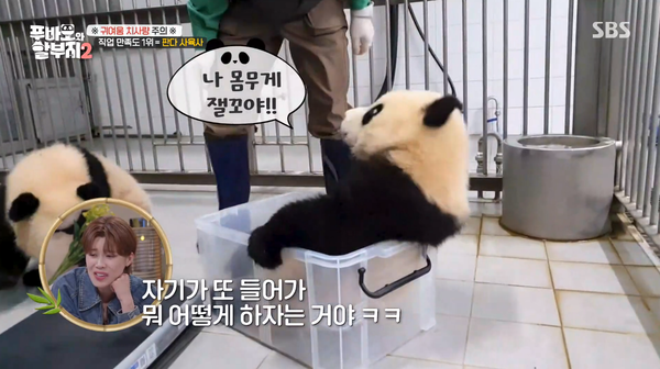 지난 23일 방송된 SBS '푸바오와 할부지 2' 방송 장면 ⓒSBS&nbsp;