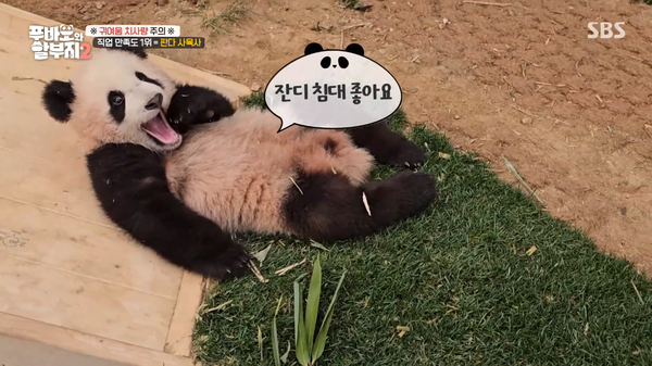 지난 23일 방송된 SBS '푸바오와 할부지 2' 방송 장면 ⓒSBS&nbsp;