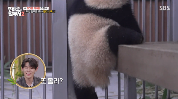 지난 23일 방송된 SBS '푸바오와 할부지 2' 방송 장면 ⓒSBS&nbsp;