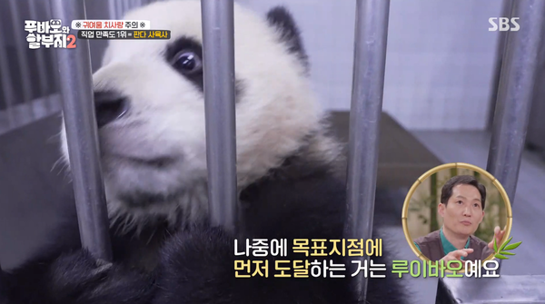 지난 23일 방송된 SBS '푸바오와 할부지 2' 방송 장면 ⓒSBS&nbsp;
