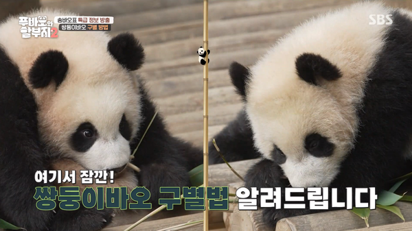 누가 루이바오고 누가 후이바오야? 똑 닮은 쌍둥이 판다 구별법: '송바오' 사육사가 핵심 디테일을 확실하게 딱 집어서 말했다(푸바오와 할부지2)