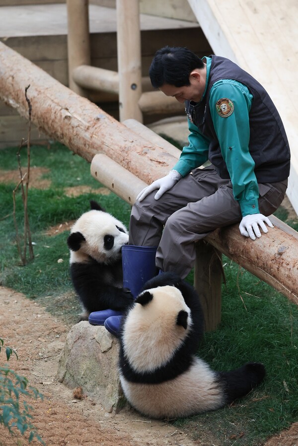 삼성물산 리조트부문 에버랜드가 14일 쌍둥이 판다 루이바오, 후이바오의 퇴근 무렵 모습을 14일 SNS에 공개했다. 생후 8개월이 된 루이바오, 후이바오는 귀여운 외모와 앙증맞은 행동으로 팬들로부터 많은 사랑과 관심을 받고 있다. 사진은 쌍둥이 판다가 송영관 사육사의 장화를 잡고 있는 모습. (삼성물산 제공) 2024.3.14ⓒ뉴스1