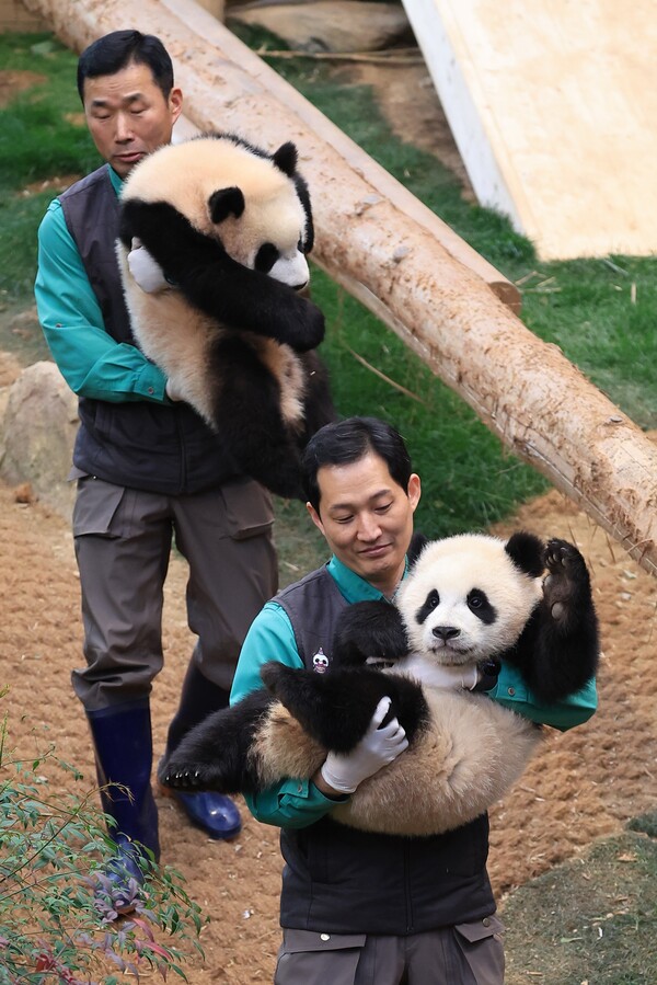삼성물산 리조트부문 에버랜드가 14일 쌍둥이 판다 루이바오, 후이바오의 퇴근 무렵 모습을 14일 SNS에 공개했다. 생후 8개월이 된 루이바오, 후이바오는 귀여운 외모와 앙증맞은 행동으로 팬들로부터 많은 사랑과 관심을 받고 있다. 사진은 쌍둥이 판다가 사육사들에게 안겨 내실로 들어가는 모습. (삼성물산 제공) 2024.3.14ⓒ뉴스1