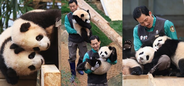 쌍둥이 판다 루이·후이 바오 ⓒ뉴스1&nbsp;