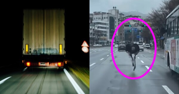 도로를 달리는 트럭과 타조. ⓒ어도비스톡, 유튜브 채널 'MBCNEWS'