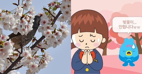 벚꽃 자료사진(좌) 속초시청이 올린 이미지 ⓒ뉴스1/속초시청 인스타그램 갈무리 