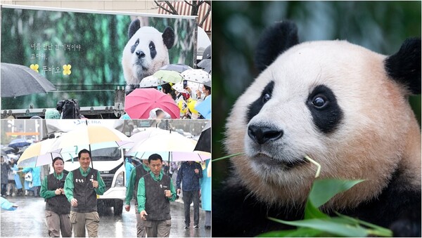 3일 오전 경기도 용인시 에버랜드에서 판다월드 사육사들이 중국으로 떠나는 자이언트 판다 '푸바오'를 싣고 있는 무진동 특수 차량과 함께 이동하고 있다(왼), 자이언트 판다 푸바오(오). ⓒ사진공동취재단, 삼성물산 리조트부문 제공
