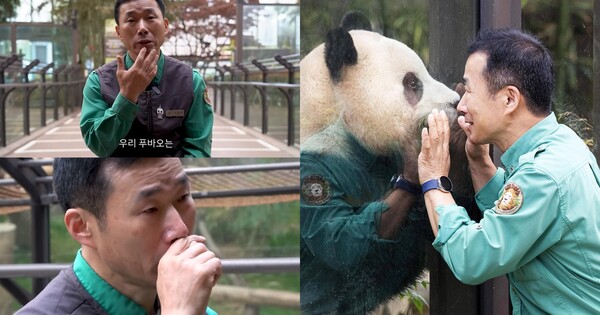 우리 푸바오 미워하지 마시고.. '푸바오 할부지' 강철원 사육사가 중국 사육사에게 꼭 부탁한 일에 참았던 눈물이 다시 흐른다