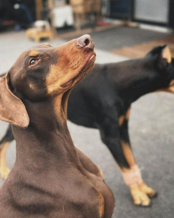 정국 반려견 밤 &nbsp;ⓒbowwow_bam&nbsp;&nbsp;