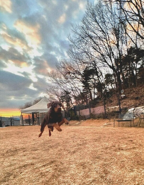 정국 반려견 밤 &nbsp;ⓒbowwow_bam&nbsp;&nbsp;