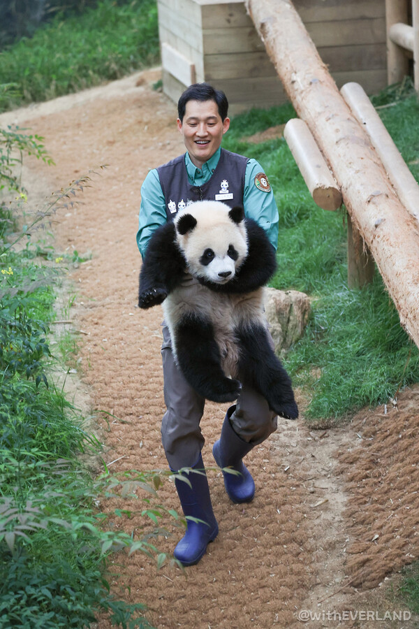 동그래진 눈으로 후진하는 루이바오 입에서 분유가 흐르고.." 송바오가 '그날의 분유 거부 사건' 전말을 공개했는데 1초 만에 빵 터진다