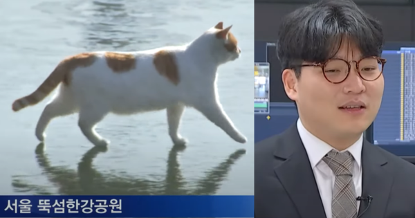 '꽁냥이' 보도 화면/일하다가 갑자기 밈 제왕으로 등극한 이시열 기자.&nbsp;ⓒMBN 뉴스 보도 화면 캡쳐