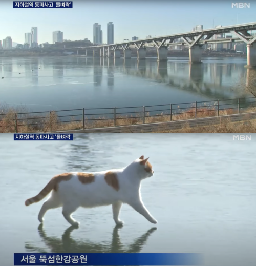 지난 2021년 강추위 보도에 등장한 고양이.&nbsp;ⓒMBN 뉴스 보도 화면 캡쳐