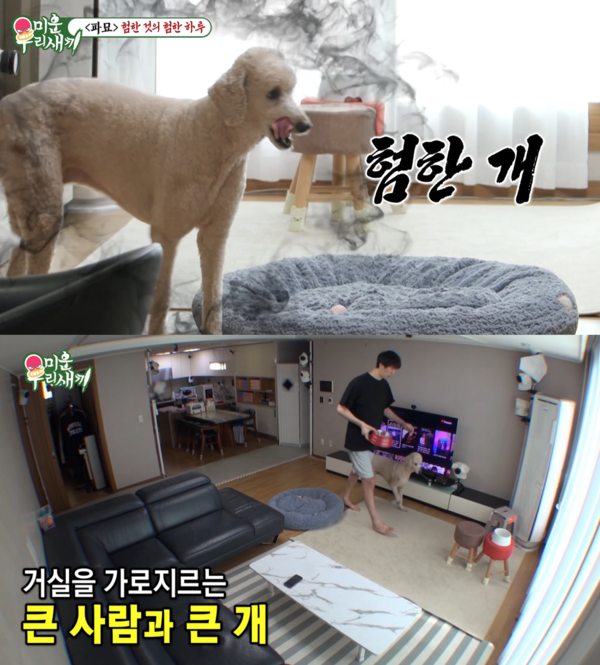 키우는 개도 키가 큼 ⓒSBS