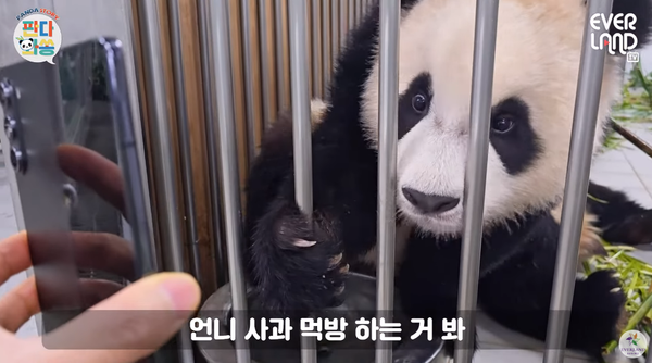 푸바오 언니를 보는 루이바오 ⓒ에버랜드 - EVERLAND