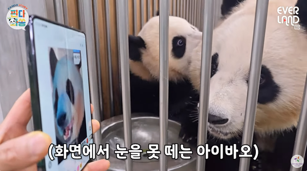 3일 유튜브 채널&nbsp;'에버랜드 - EVERLAND' 영상 장면&nbsp;ⓒ에버랜드 - EVERLAND